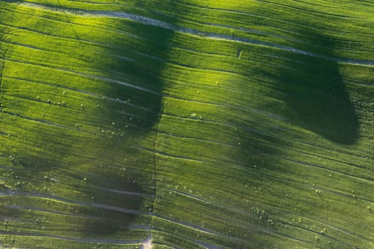 Aerial photographic documentation of the green color of a field in spring