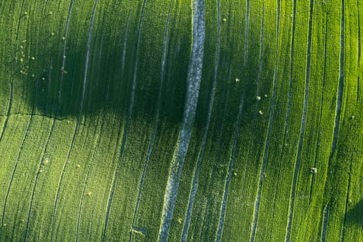 Aerial photographic documentation of the green color of a field in spring