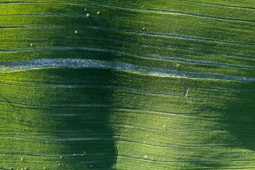 Aerial photographic documentation of the green color of a field in spring