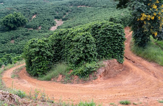 Take a walk through the lush green coffee plantations on the mountainside. The winding dirt road disappears between the rows of coffee trees, creating a picturesque rural scene.