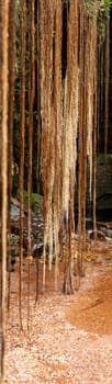 A panoramic vertical shot showcasing the stunning hanging roots and shallow depth of field in Sussuapara Canyon, Jalapao. The lush plant life, abundant water, and tranquil scene create a beautiful natural environment.