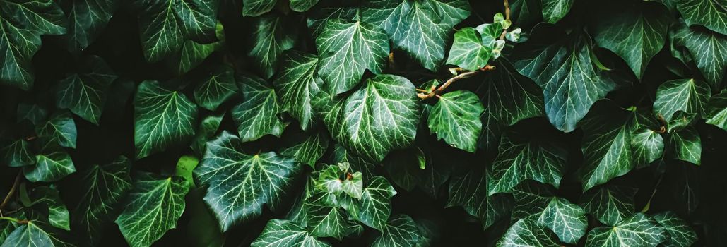 Green shrub wall as plant texture, nature background and botanical design.