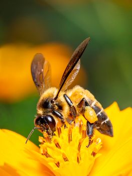 Image of bee or honeybee on yellow flower collects nectar. Golden honeybee on flower pollen with space blur background for text. Insect. Animal