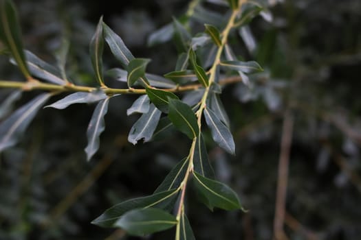 Thin green leaves of a bush in the dark ckose up