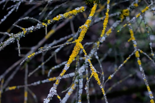 Dry tree branches covered with moss close up