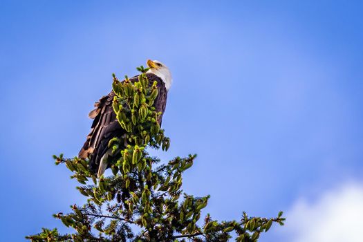 Bald Eagle perching at tree top