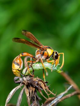 Image of paper wasp was eating the worm victim. on a natural background. Insect. Animal.
