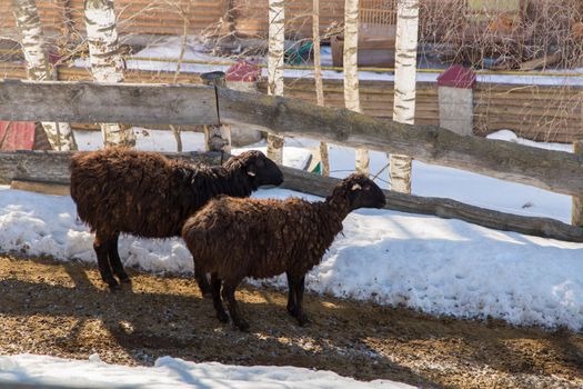 Sheep stand on a slope with snow and bask in the evening sun. A farm for breeding livestock of a meat breed. Eco friendly products business concept idea.