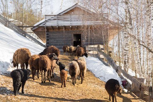 Sheep walk along the trail with snow in a stall illuminated by the evening sun. A farm for breeding livestock of a meat breed. Eco friendly products business concept idea.