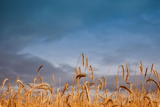 Ears of corn in the spanish field