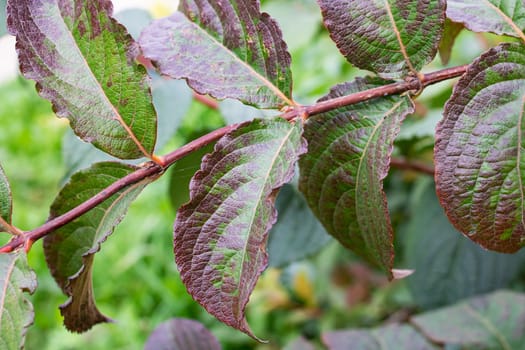 Green leaves on bush branches close up, nature background
