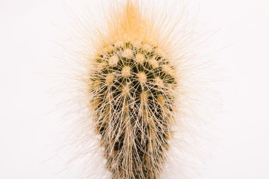 Green cactus needles on gray background, macro photo