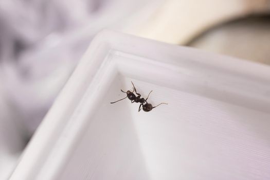 Ants messor structor in a formicaria close up