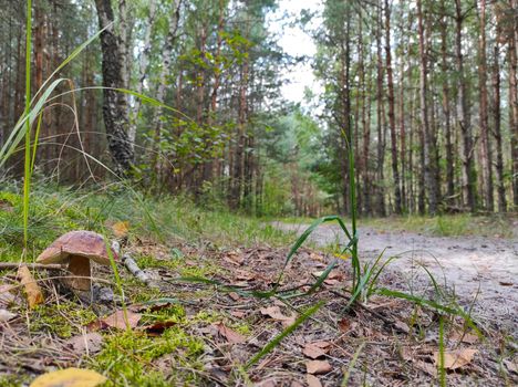 Mushroom grows near forest road. Beautiful mushrooms season in wood