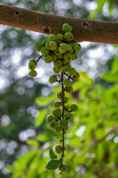 Image of green wild fig fruit on tree. Valuable fruit in Thailand. Group green small figs. Ficus carica.