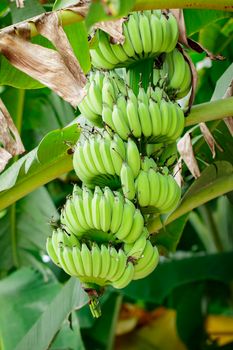 Green raw banana on banana tree in garden in thailand. 
