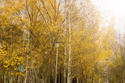 Yellow trees in autumn forest in sunlight close up