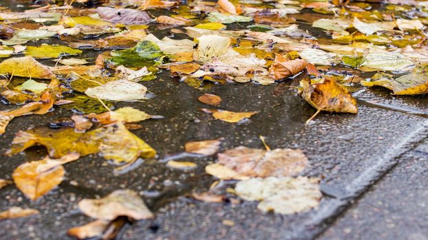 Yellow leaves in a puddle on the sidewalk