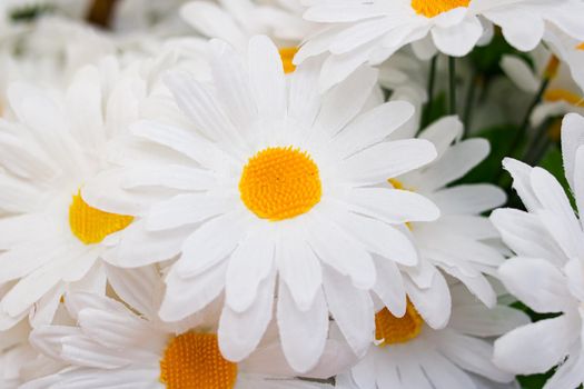Artificial white chamomile flowers close up, macro photo