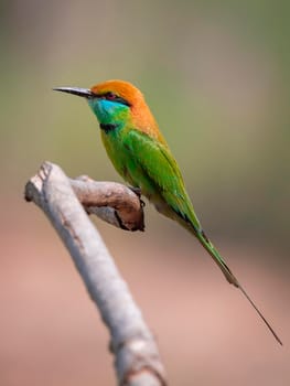 Image of Green Bee-eater bird(Merops orientalis) on a tree branch on nature background. Bird. Animals.