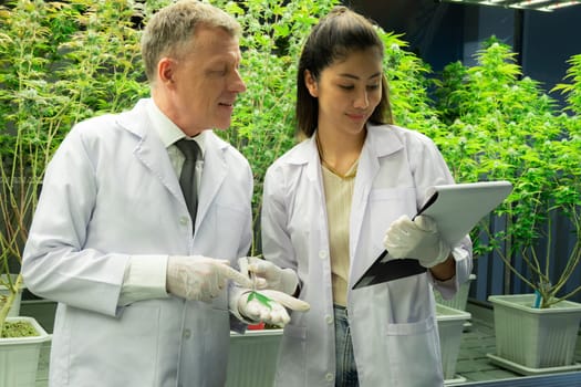 Scientists researching cannabis hemp and marijuana plants in gratifying indoor curative cannabis plants farm. Cannabis plants for medicinal cannabis products for healthcare and medical purposes.