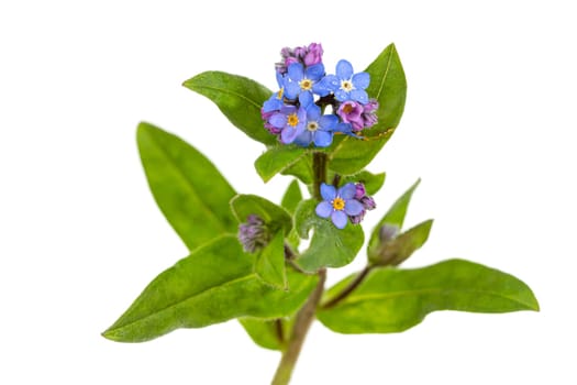 Beautiful blue forget-me-not (myosotis) flowers on a white background Png transparent file