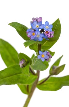 Beautiful blue forget-me-not (myosotis) flowers on a white background Png transparent file