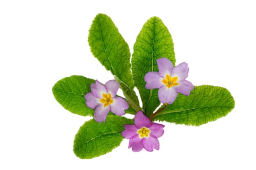 Primula vulgaris or primrose pink purple flowers isolated on white background