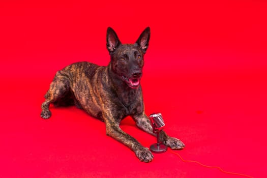 Cute singing dog Dutch shepherd in studio red yellow background