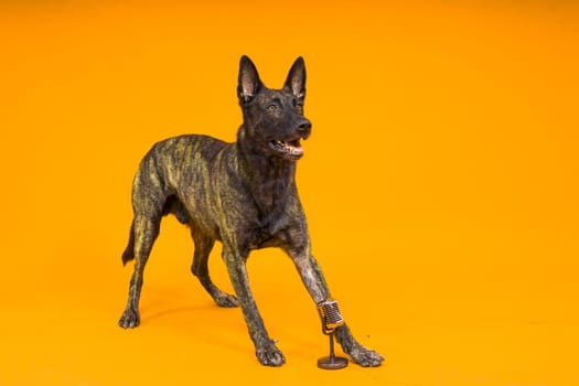 Cute singing dog Dutch shepherd in studio red yellow background