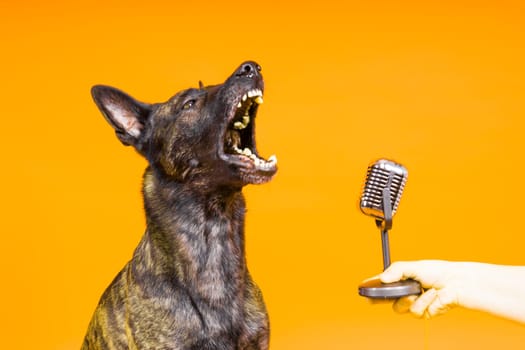 Cute singing dog Dutch shepherd in studio red yellow background