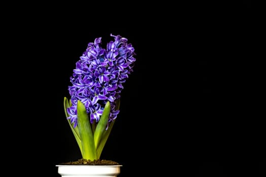 hyacinth violet flowers, isolated on a black background