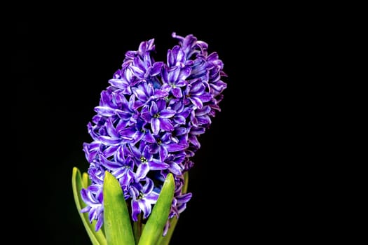 hyacinth violet flowers, isolated on a black background