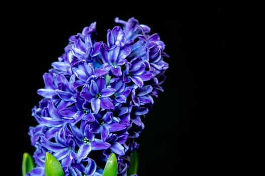 Close-up of hyacinth blue flowers, isolated on a black background.