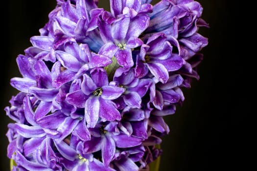 Close-up of hyacinth violet flowers, isolated on a black background.