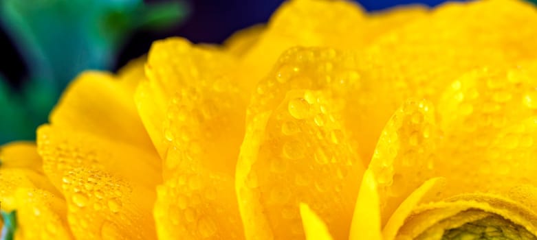 Drops of dew at a yellow leaves flower. Panoramic view