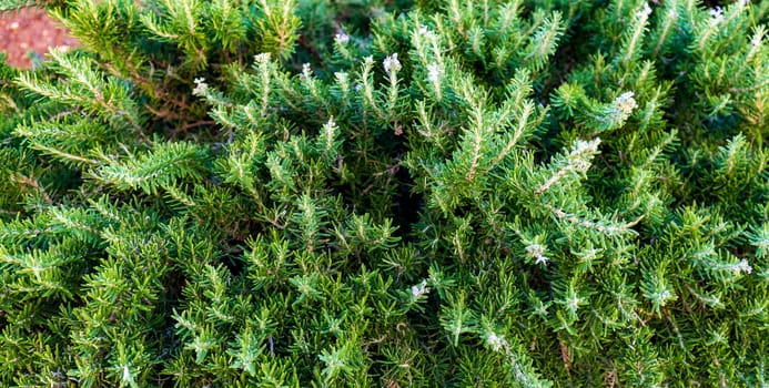 Close-up coniferous branches of mountain pine as plant background for web stories and wallpaper. 