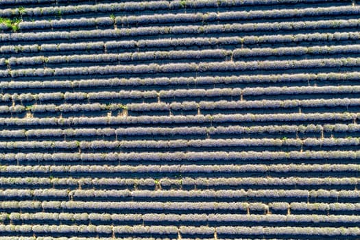 Aerial view from a drone of a carpet of lavender rows.