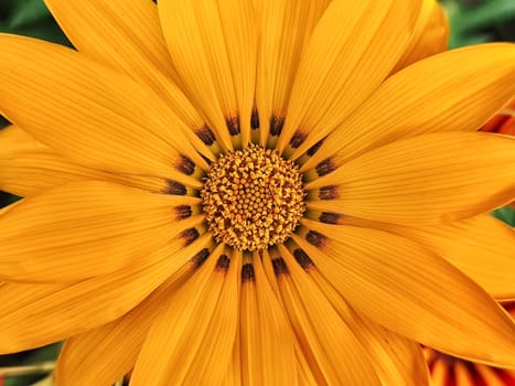 Beauty Gazania flower. Background of a beauty Gazania flower close-up. Tender flower. Nature