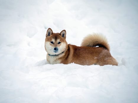 Japanese red coat dog is in winter forest. Portrait of beautiful Shiba inu male standing in the forest on the snow and trees background. High quality photo. Walk in winter