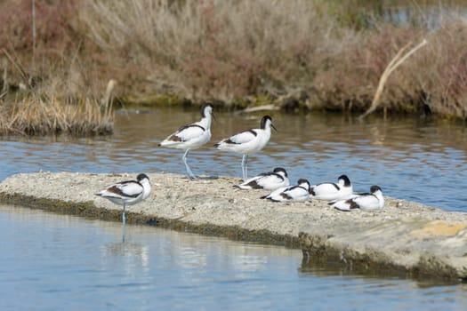 water bird, wading, wild in a lake, feeding on looking for small crustaceans Recurvirostra avosetta