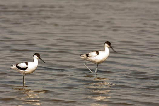 water bird, wading, wild in a lake, feeding on looking for small crustaceans Recurvirostra avosetta