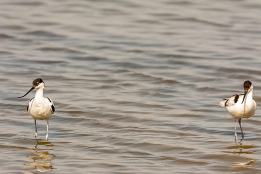 water bird, wading, wild in a lake, feeding on looking for small crustaceans Recurvirostra avosetta