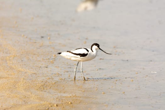 water bird, wading, wild in a lake, feeding on looking for small crustaceans Recurvirostra avosetta