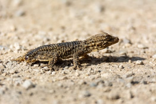 ground level view of a reptile, the brown gecko (Tarentola mauritanica), close-up photograph