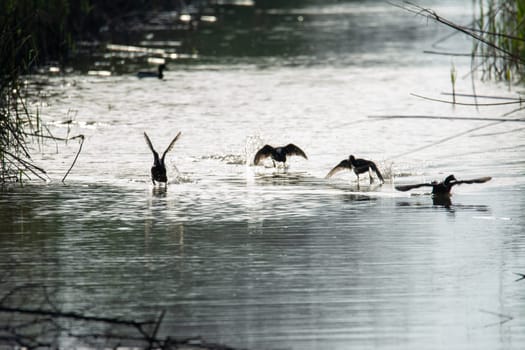 common coot, wild bird in a lake, with reeds and reeds, mating in early spring, natural life, Fulica atra,