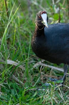 common coot, wild bird in a lake, with reeds and reeds, mating in early spring, natural life, Fulica atra,