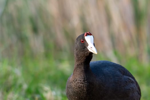 common coot, wild bird in a lake, with reeds and reeds, mating in early spring, natural life, Fulica atra,