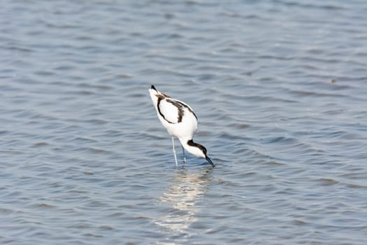 avoceta (recurvirostra avosetta) water bird