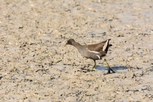 water bird in lake of natural